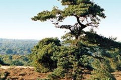 Holterbergwandeling