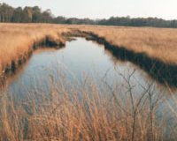Wandelroute door het Wierdense Veld